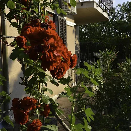 Nela Buje